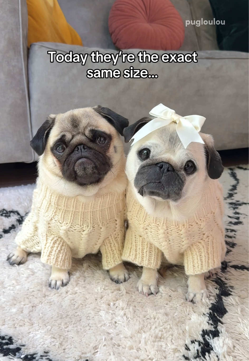 @Loulou the Pug
