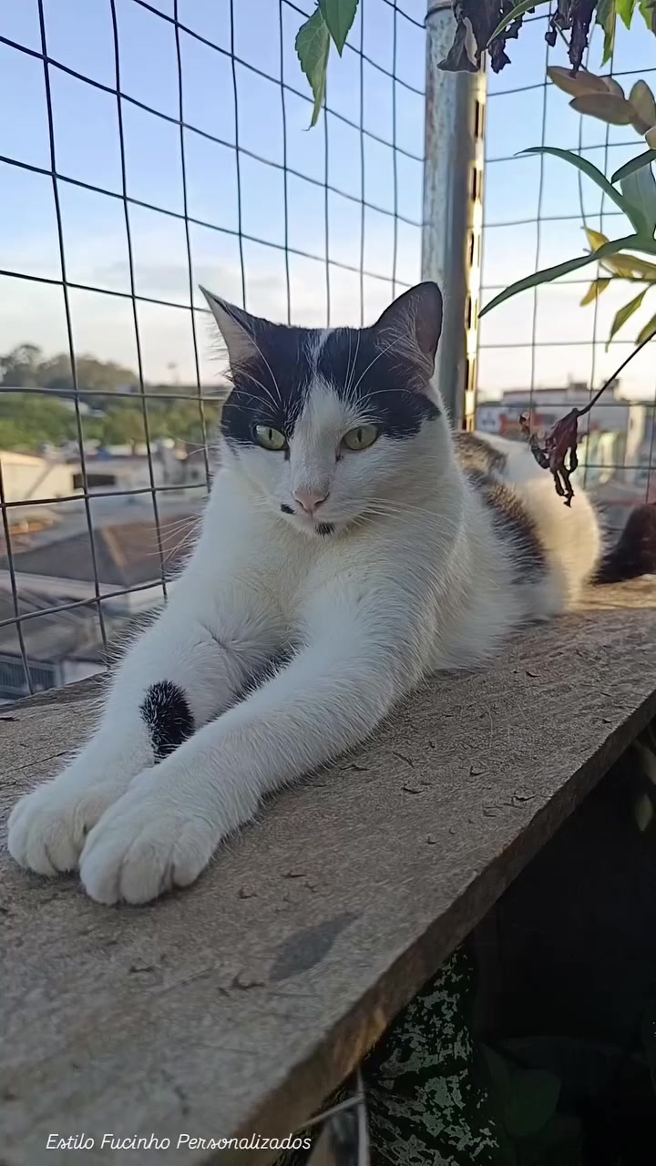 @Estilo Fucinho😻Personalizados