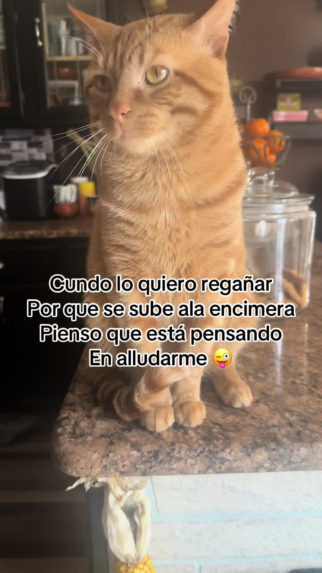 @Garfield the orange cat