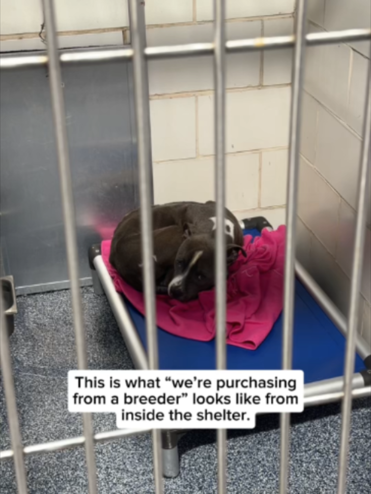 @Adopt a Pet
