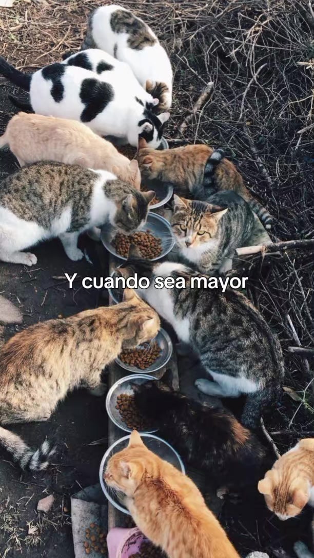 @~~𝓐𝓫𝓻𝓲𝓮𝓵𝓵𝓮~~