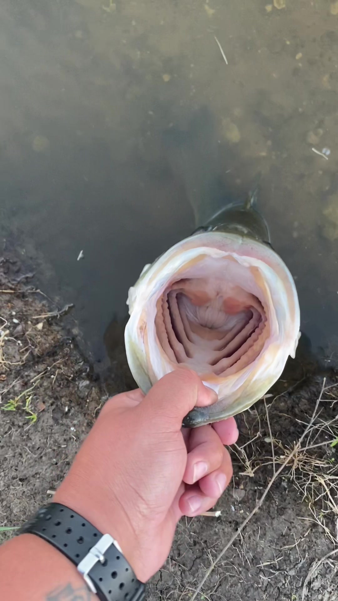 @CrankBaitKev