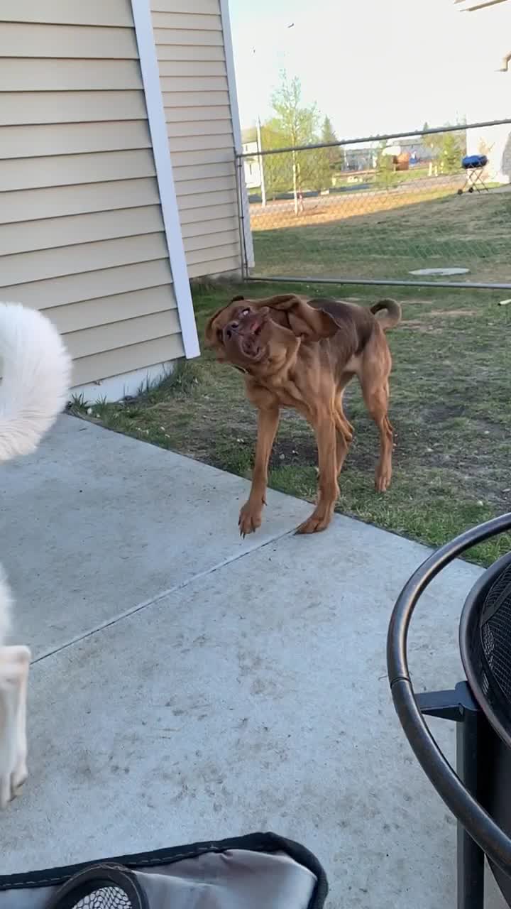 @RiverTheLiverHound