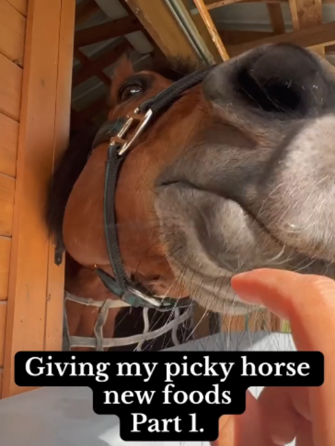 @Horses TikTok