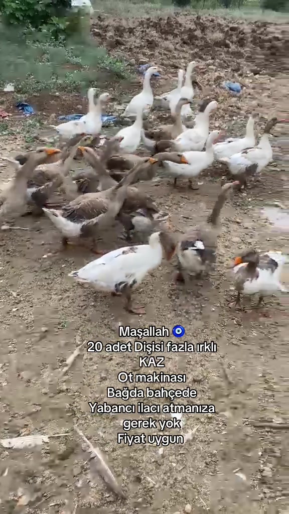 @G&uuml;ven897