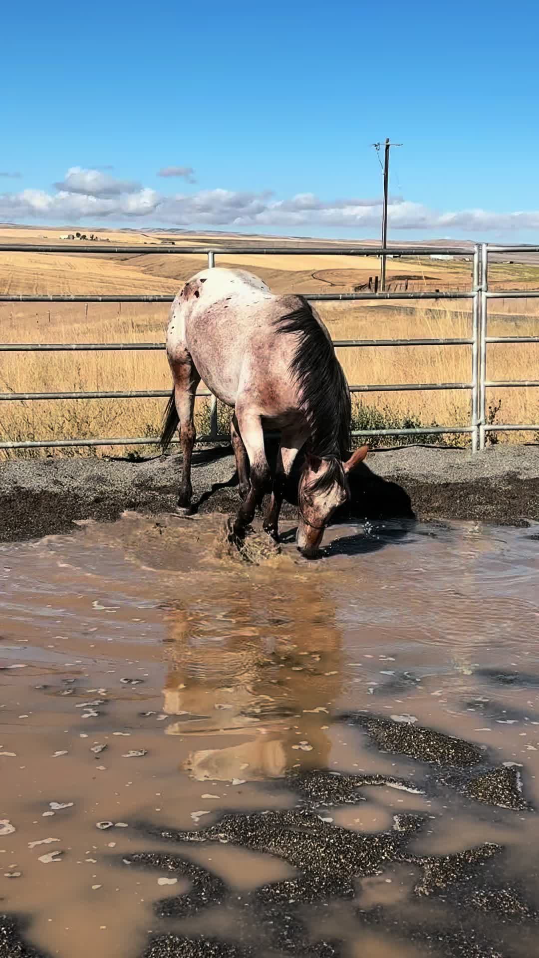 @Cowgirl Tuff Colt Training ❤️