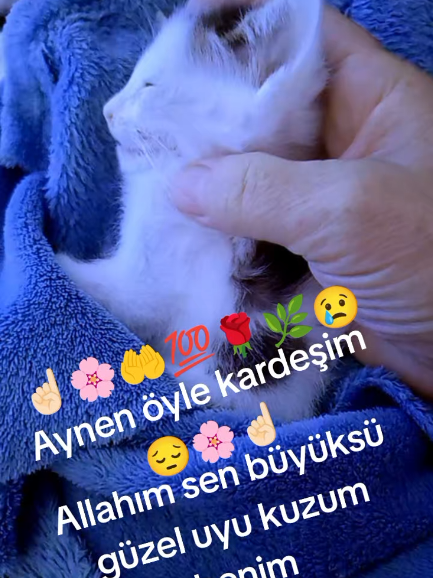 @cennet