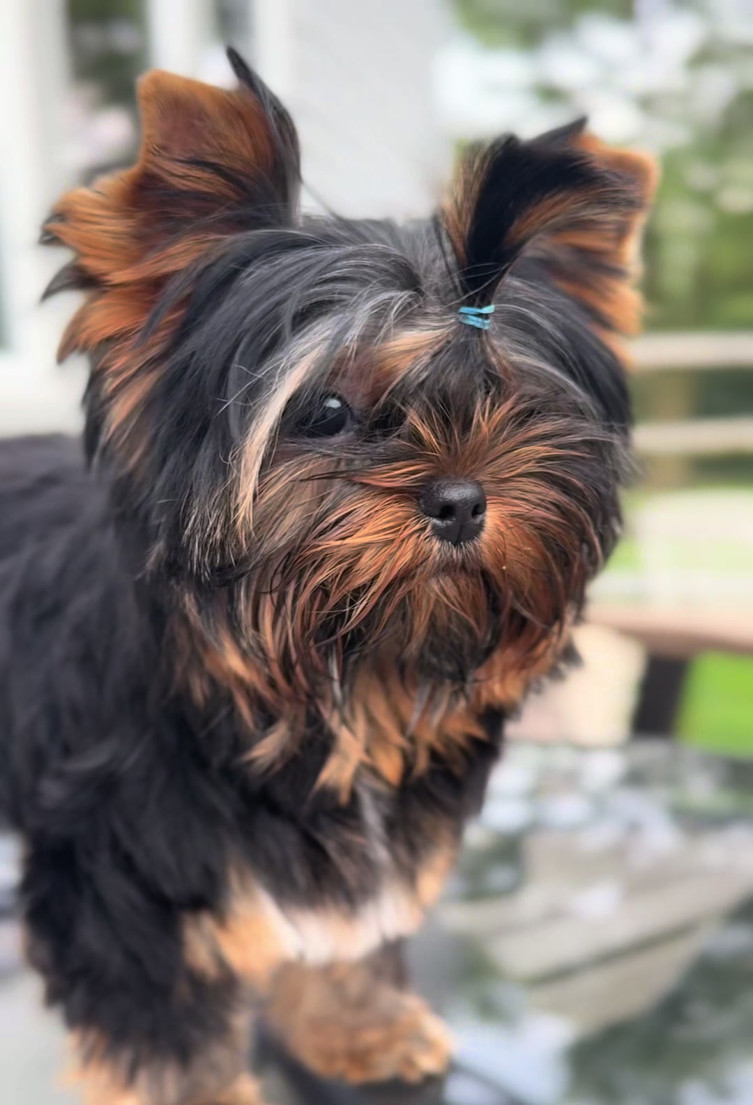 @Kimbrays Yorkies