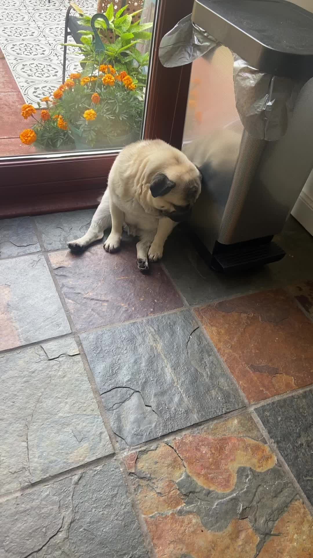 @Wee Winston The Pug