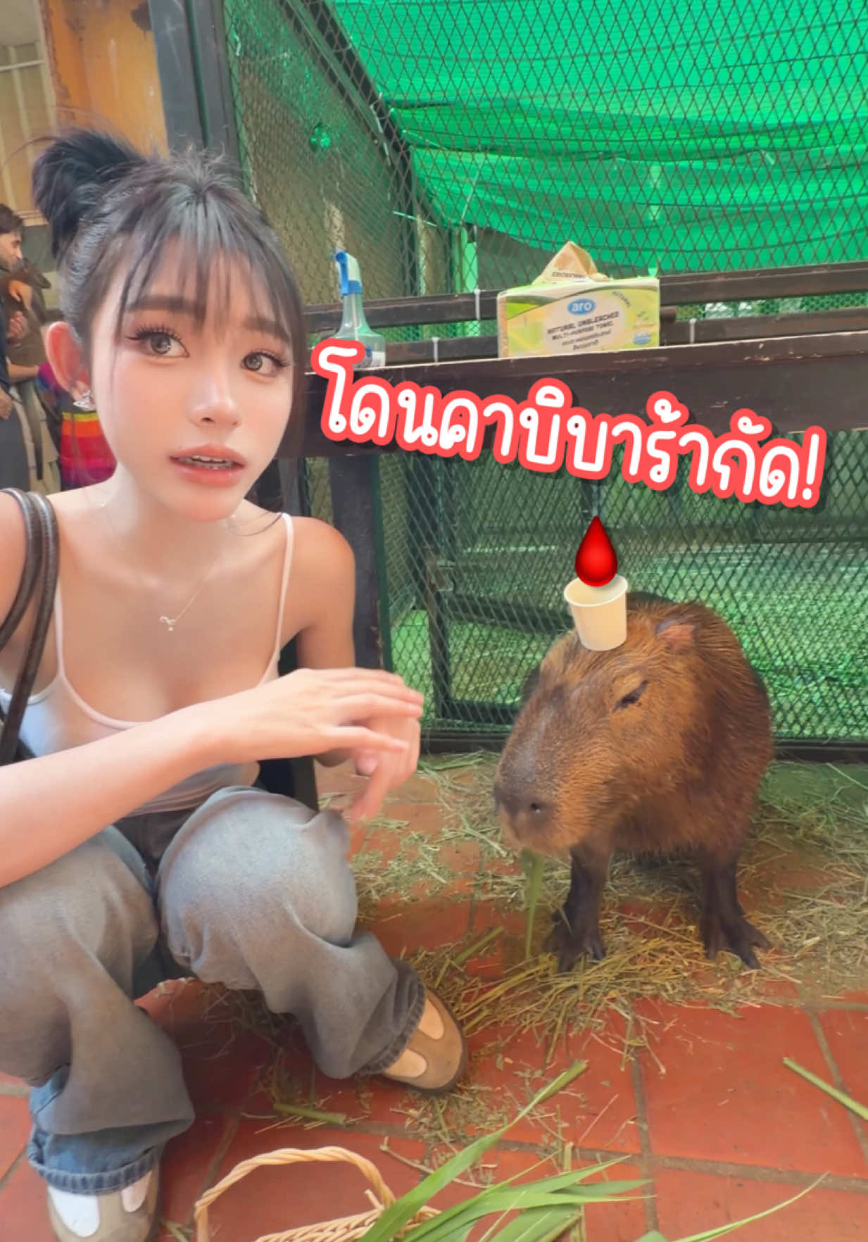 @ดรีมโน๊ะ