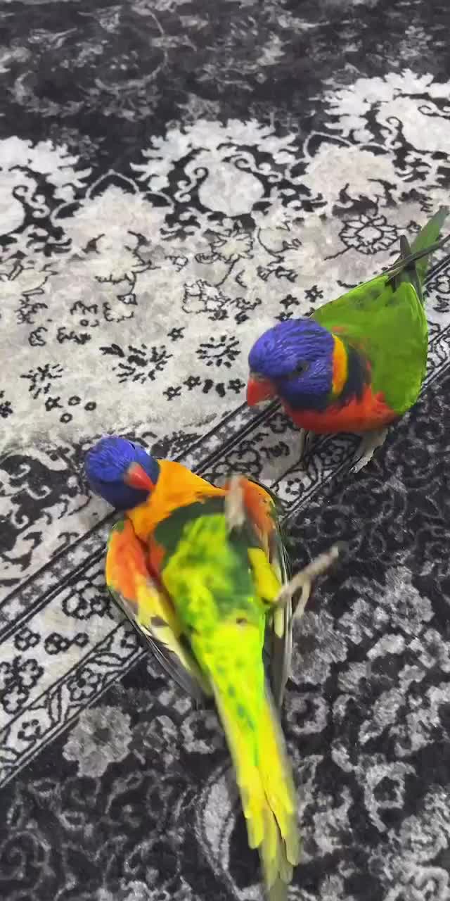 @أبو پؤلا