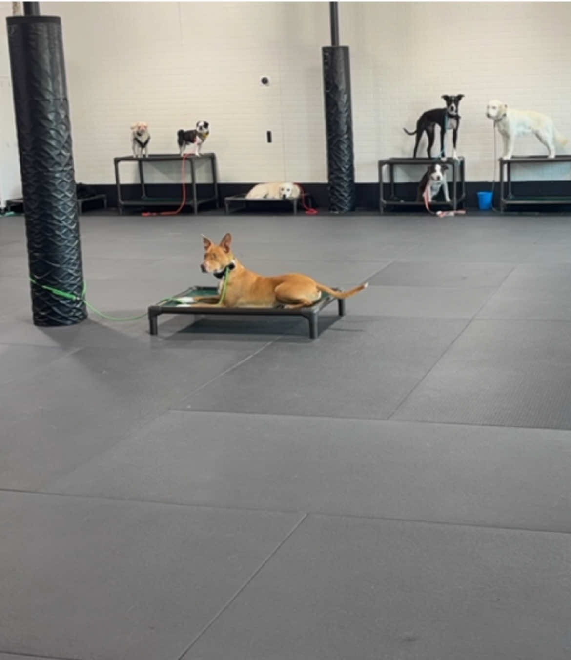 @Cordial Canine