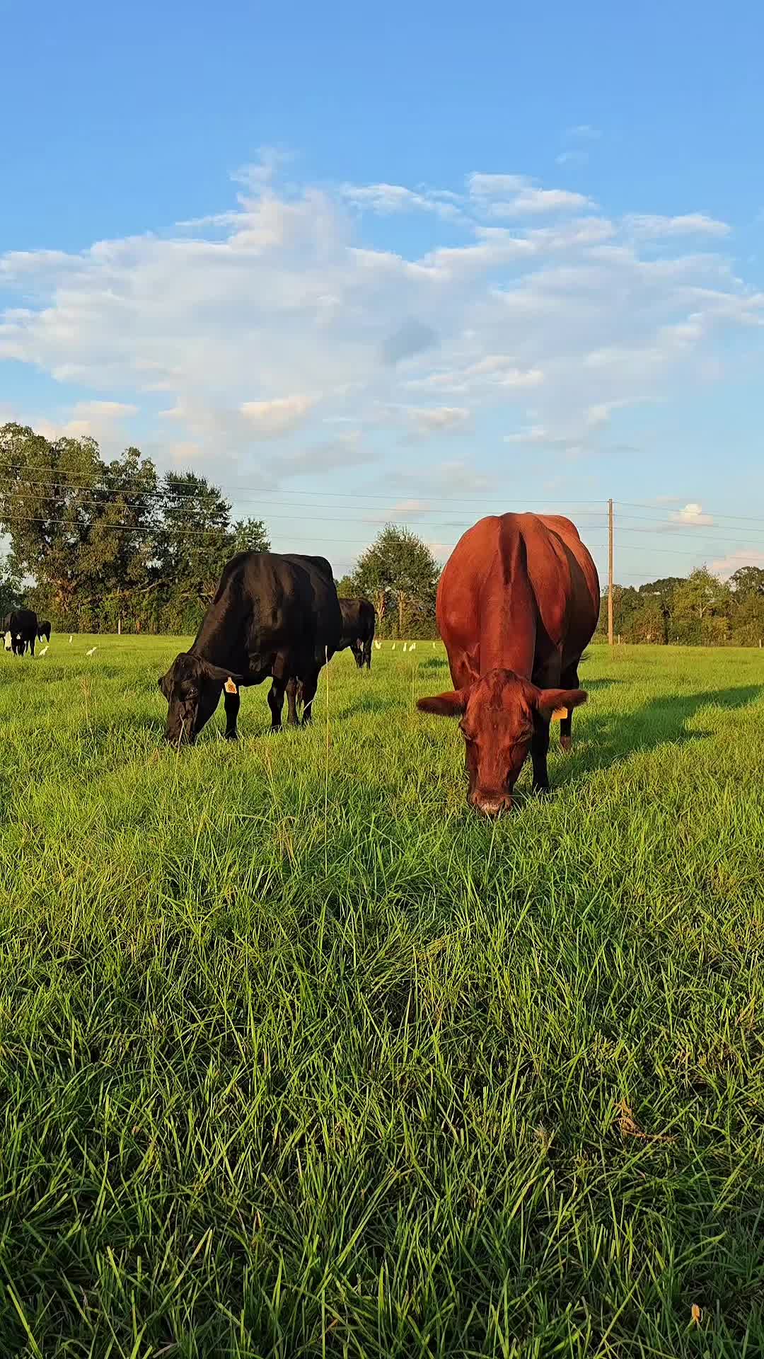 @M.I. CATTLE CO.