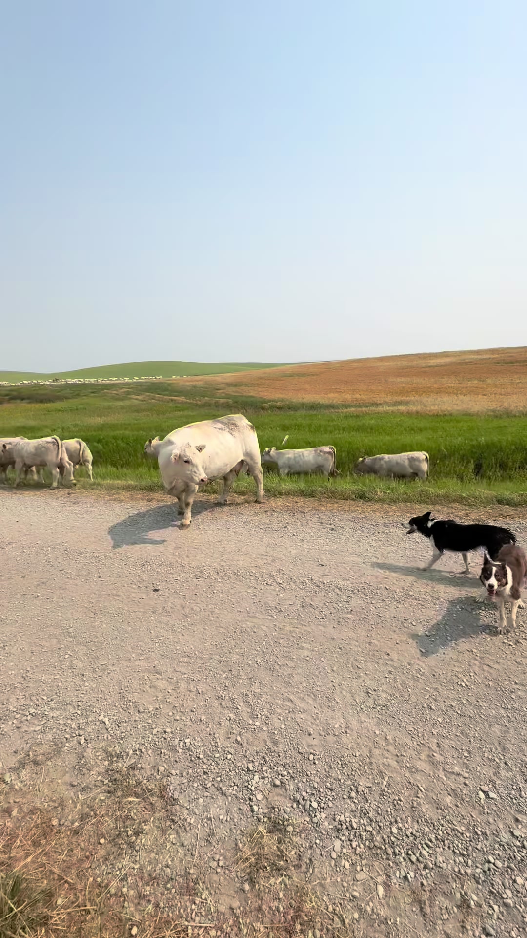 @Ducestockdogs&QuarterHorses