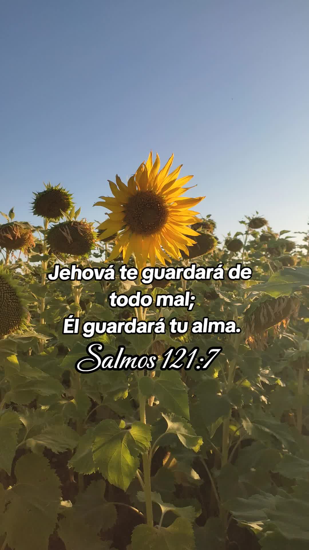 @Perd&oacute;n y Vida