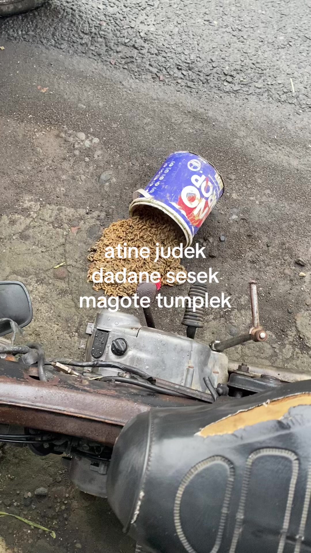 @alip