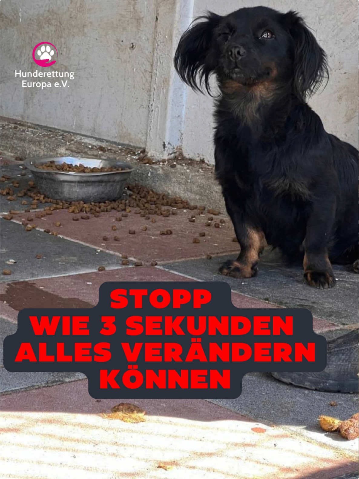 @Hunderettung Europa