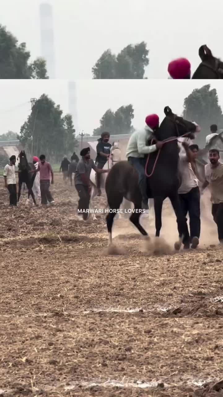 @🏇 MARWARI HORSE RACING 🏇