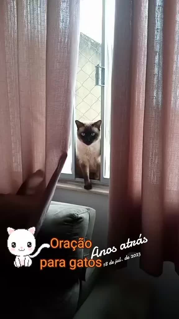 @O GATO ZEZÉ