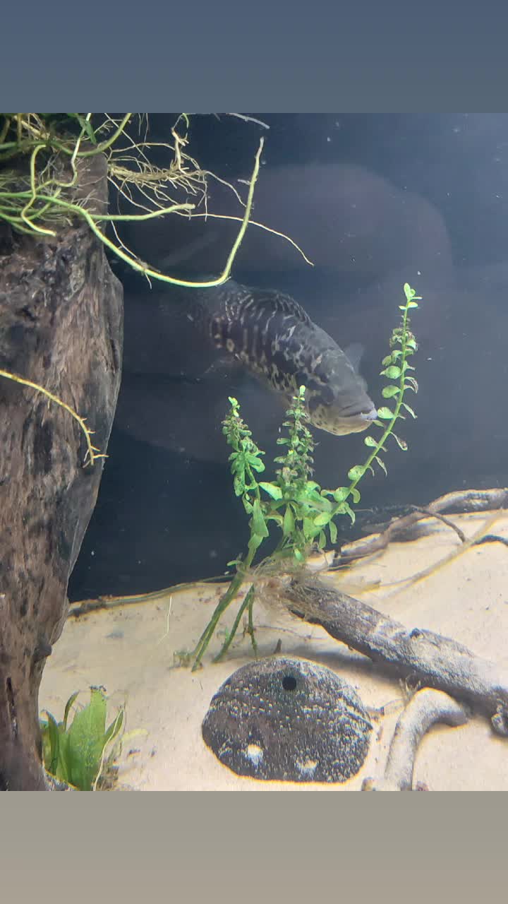@South american cichlid