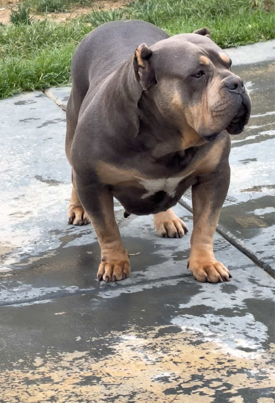 @@Dublinekennels