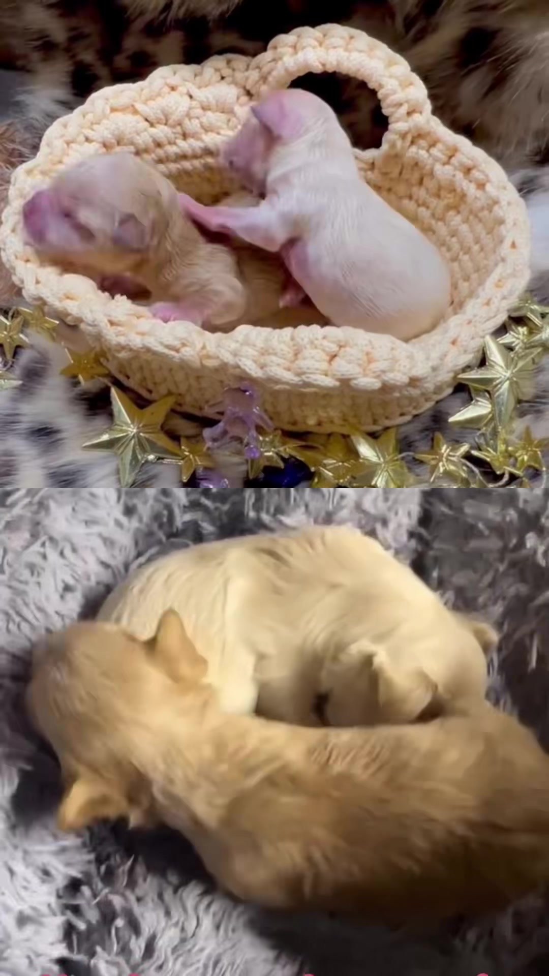 @Yorkie Maltipoo ShihTzu Teddy