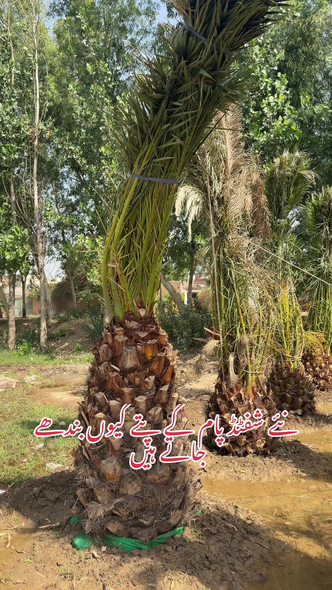 @AGP nursery farm pattoki