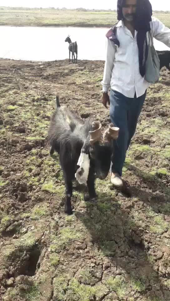 @પ્રભુભાઈ ભાડકા