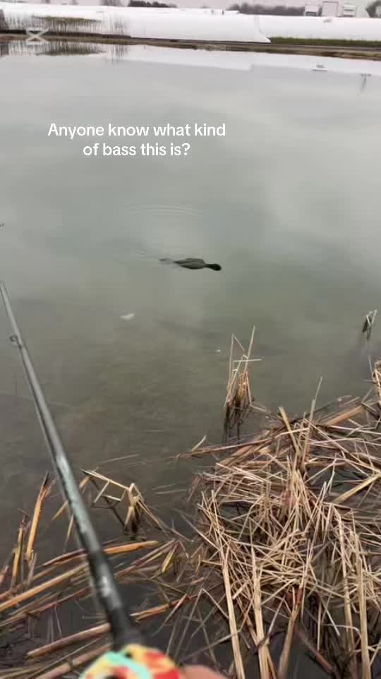 @Loganthefish🐟