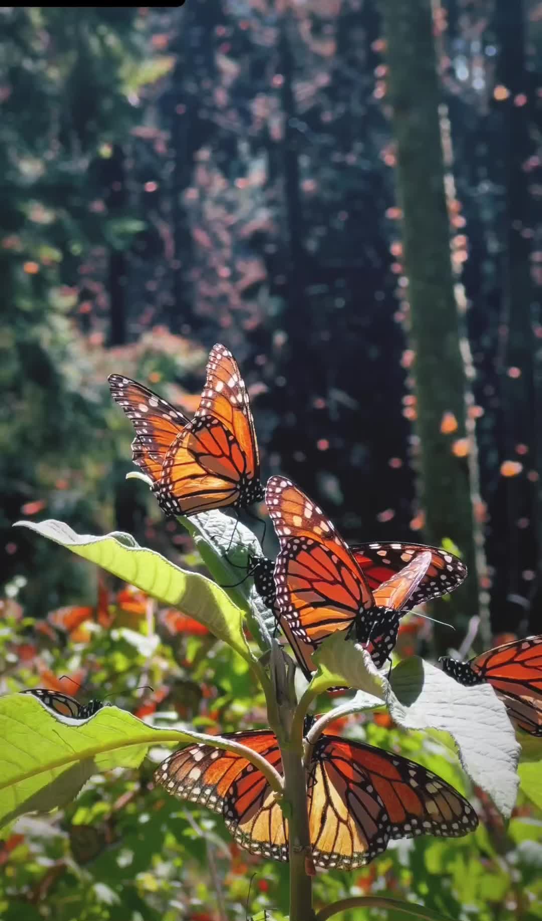 @Nature☘️🍀🍃🍁🌿