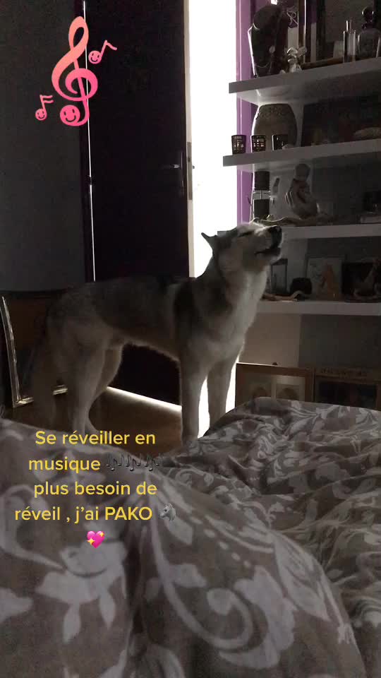 @🐺 PAKO Husky Sibérien