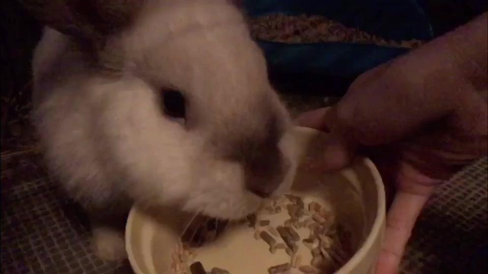 @🐰❤️