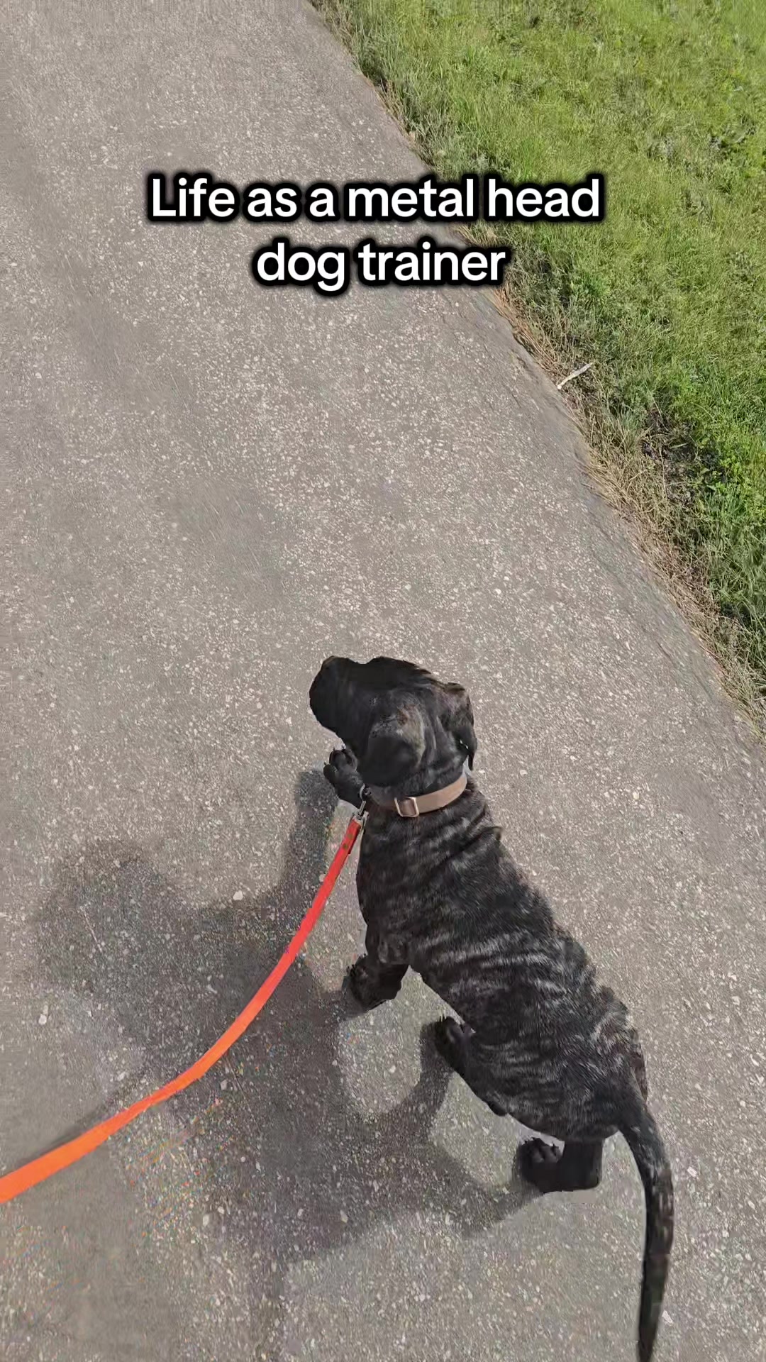 @Kairo's K9s Training 🇨🇦