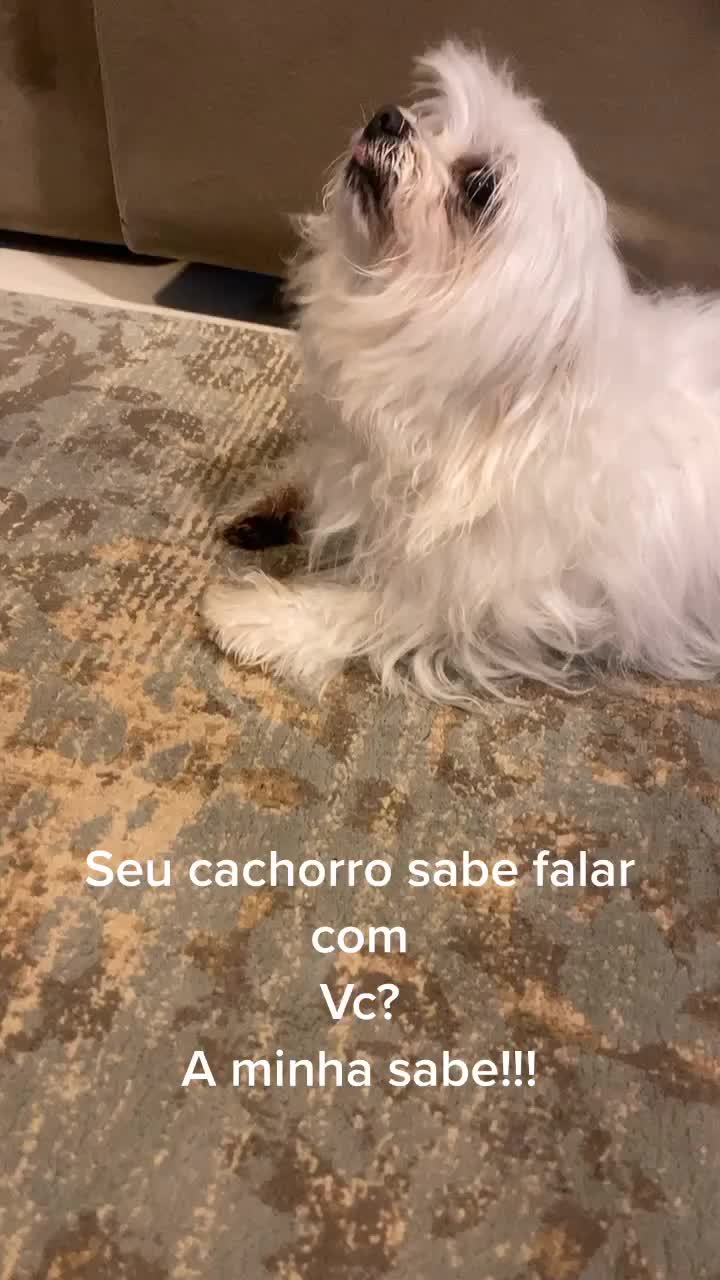 @danielle meirellles
