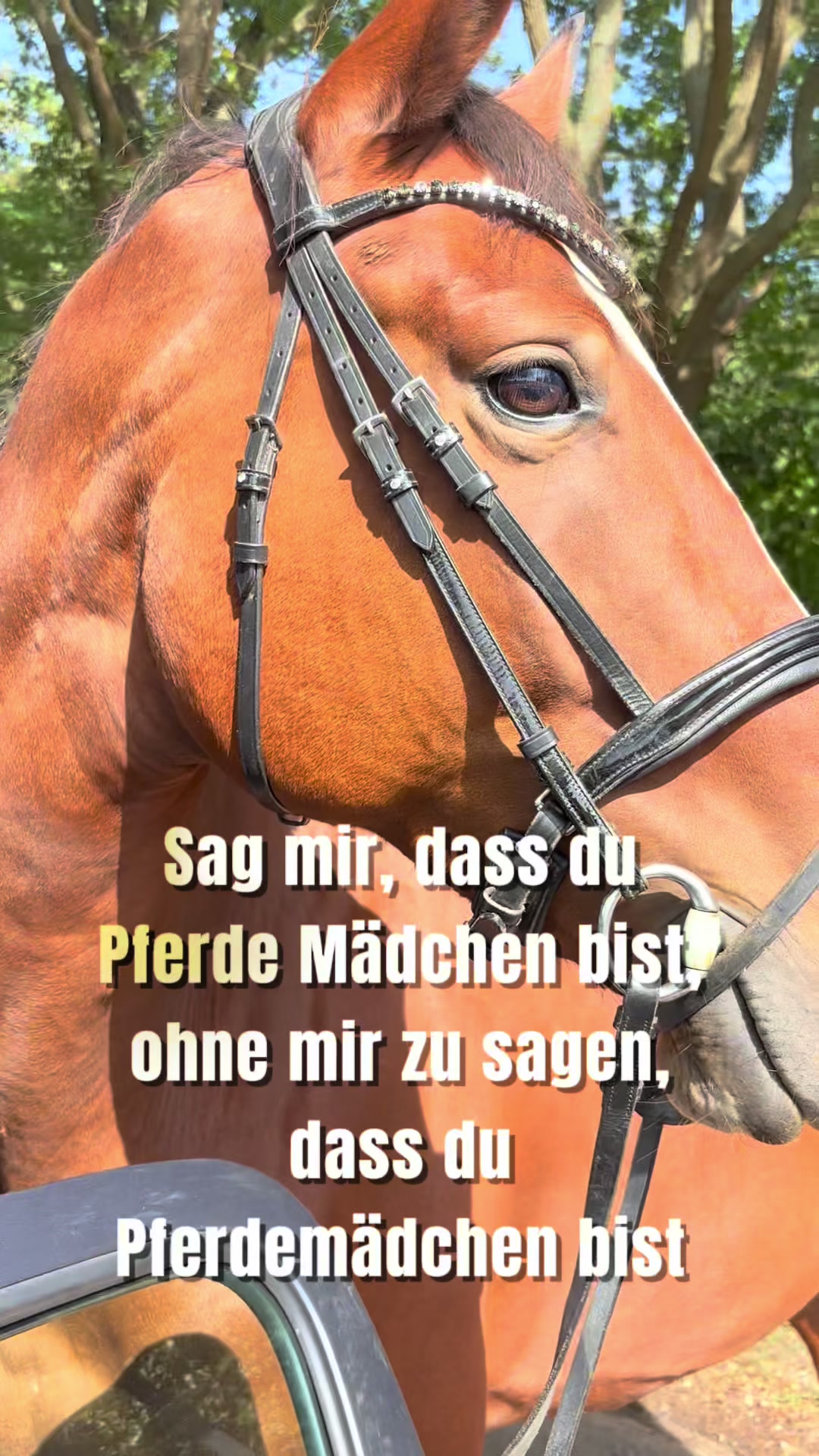 @laura_equestrian25