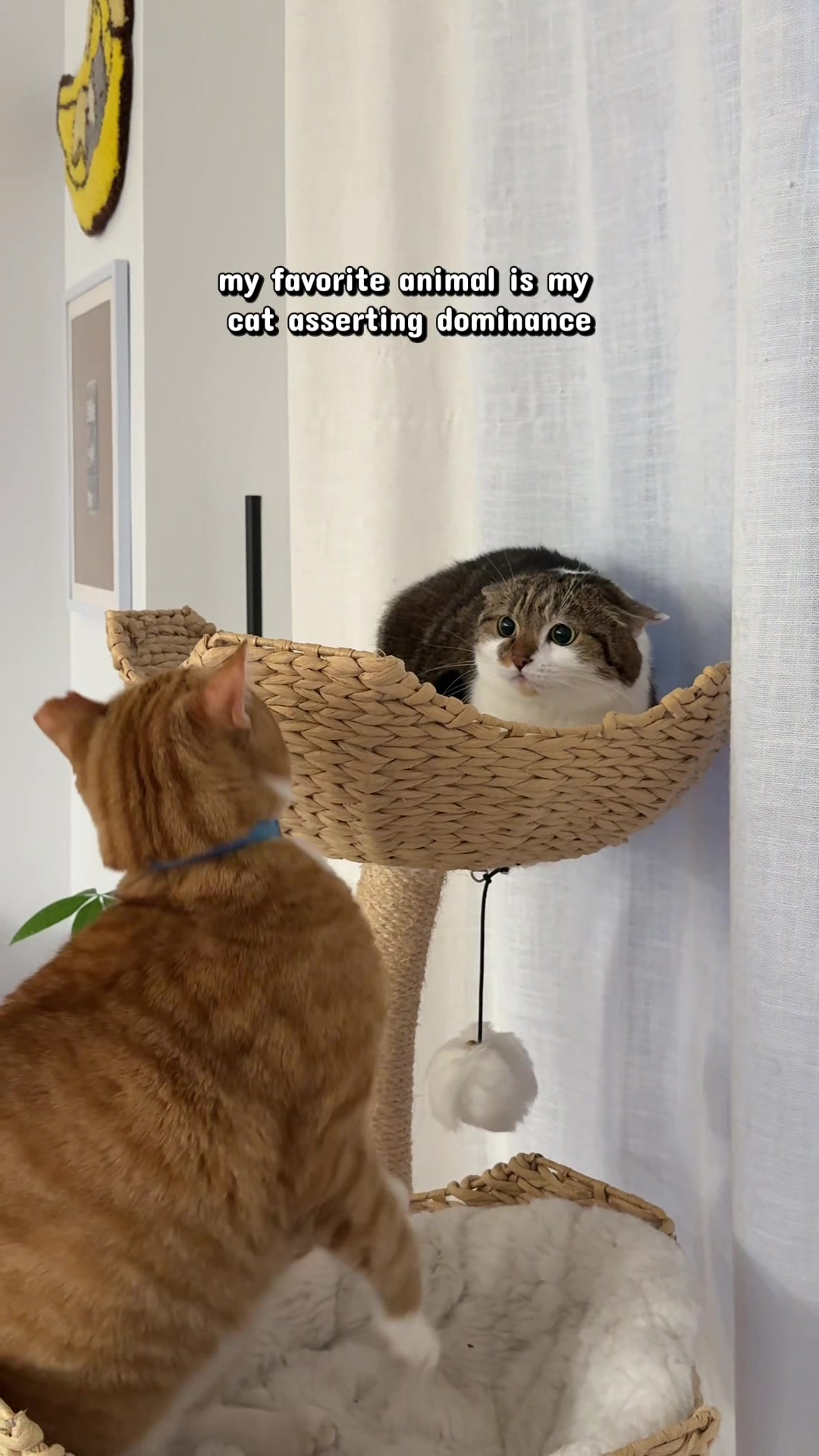 @Suki Purrs