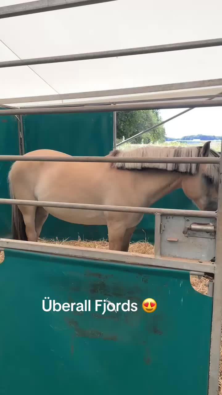 @Fjordpferd Denver