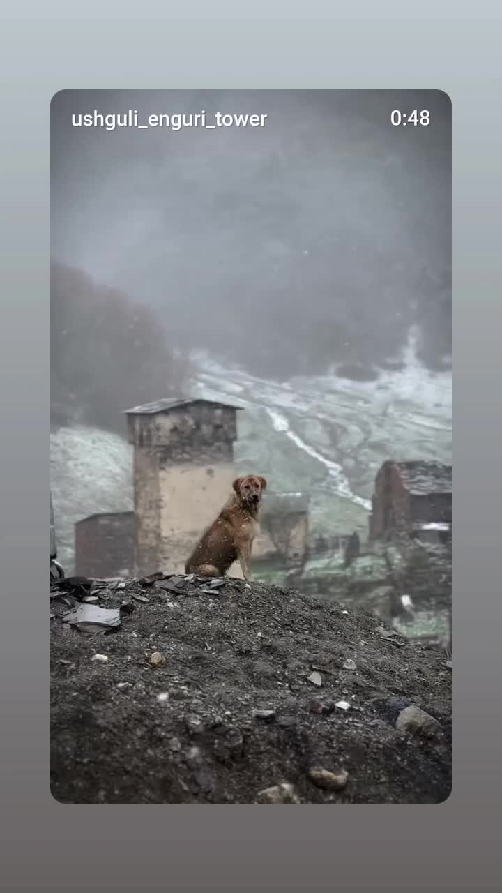 @ქართველი 🇬🇪✊🏼
