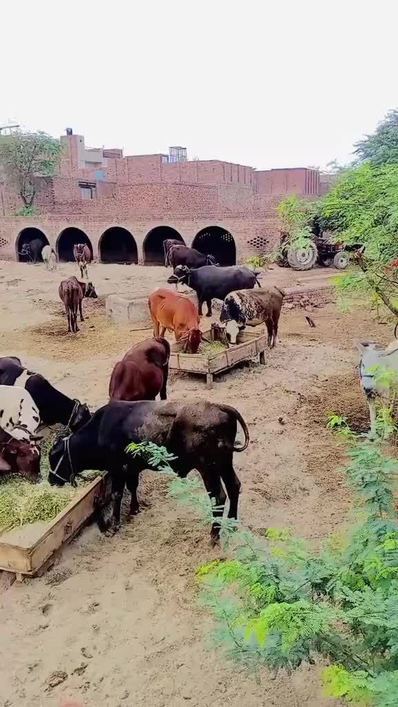 @♥️Gujjar♥️badshah♥️