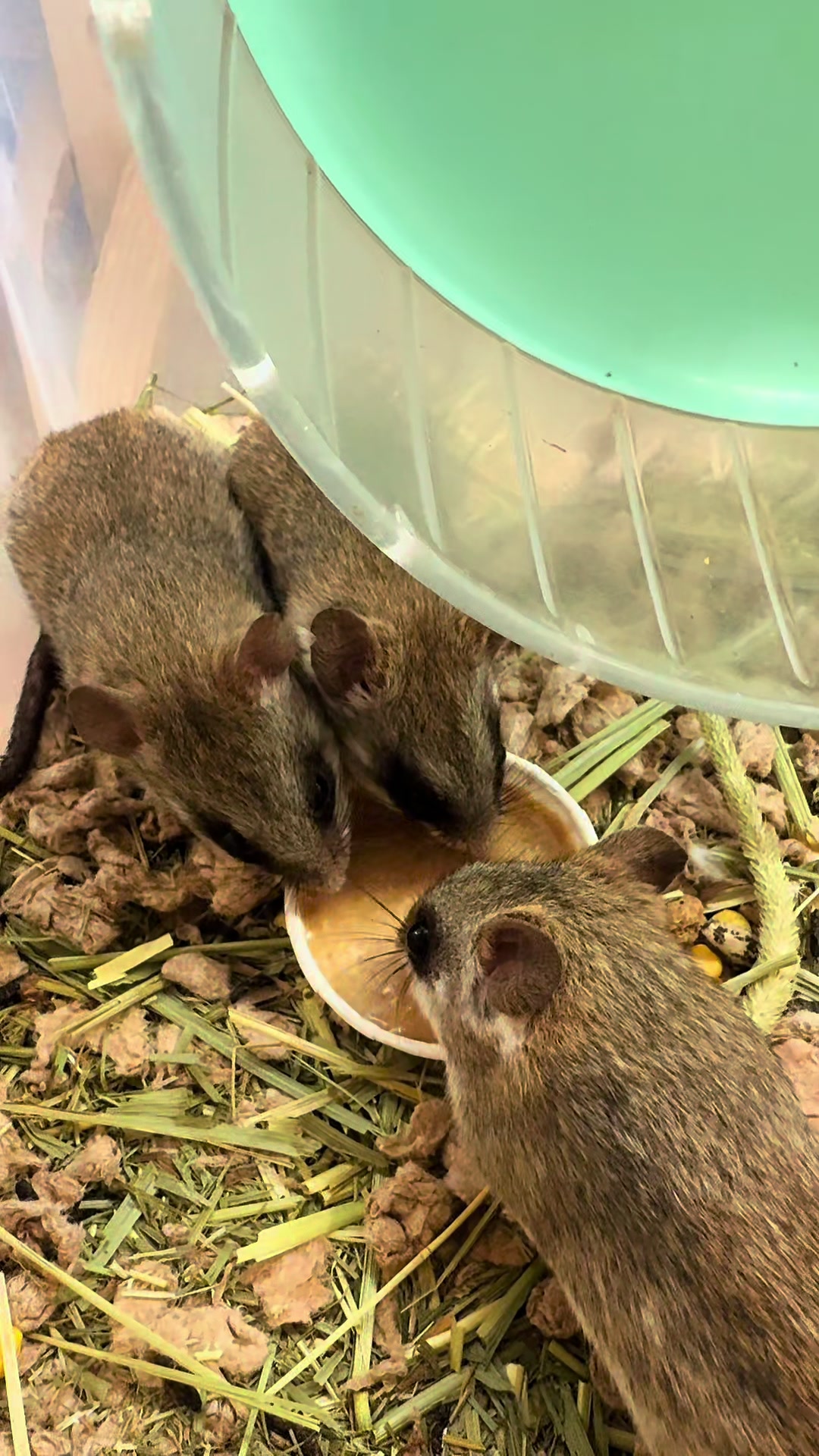 @Tiny Tails Mousery