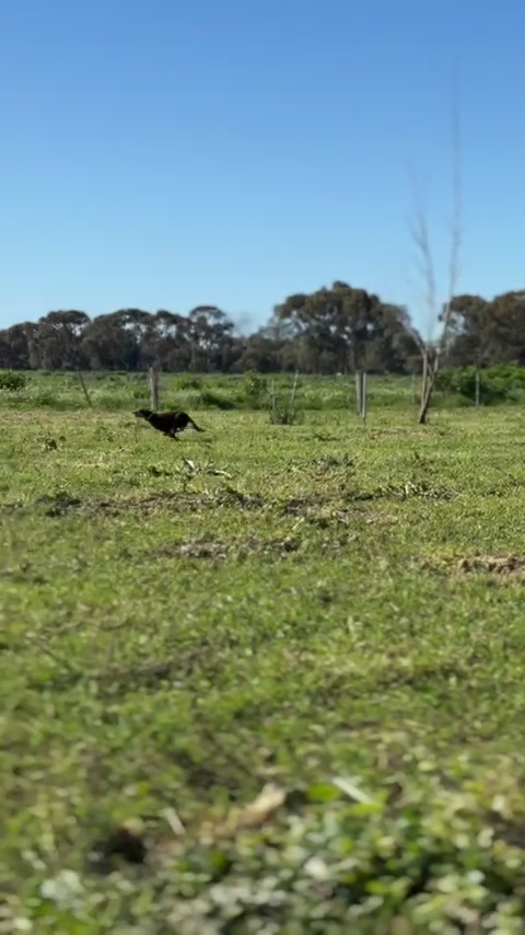 @SouthernDreamin Kelpie stud