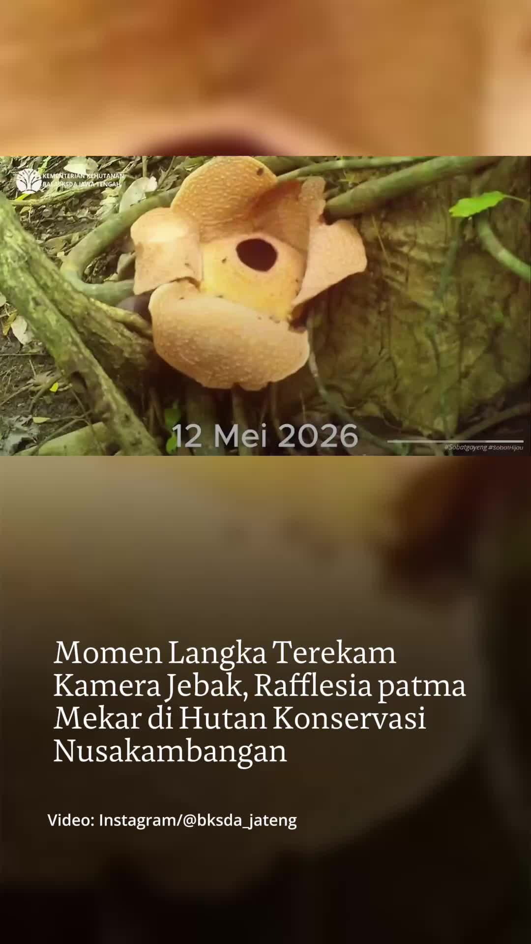 @mongabayindonesia