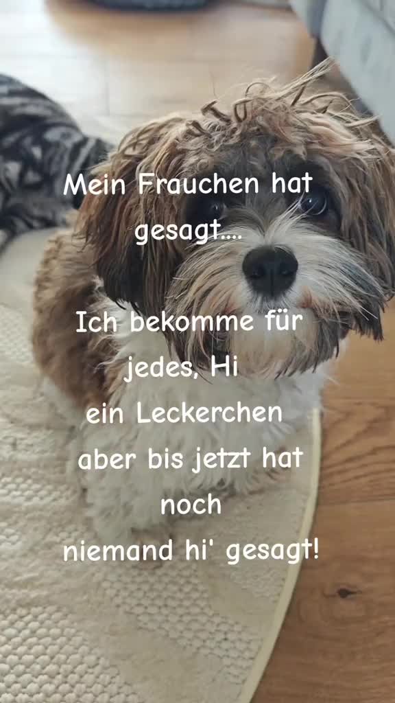 @12Pfoten&die Fellnasenmanager