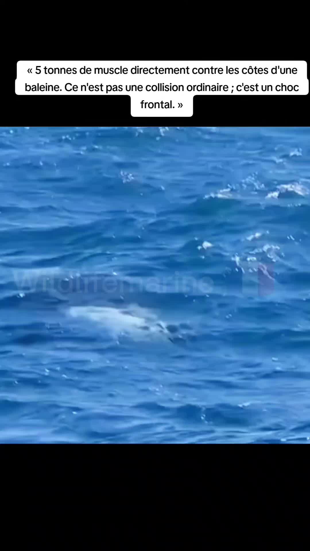 @wildlifemarine 🇲🇫