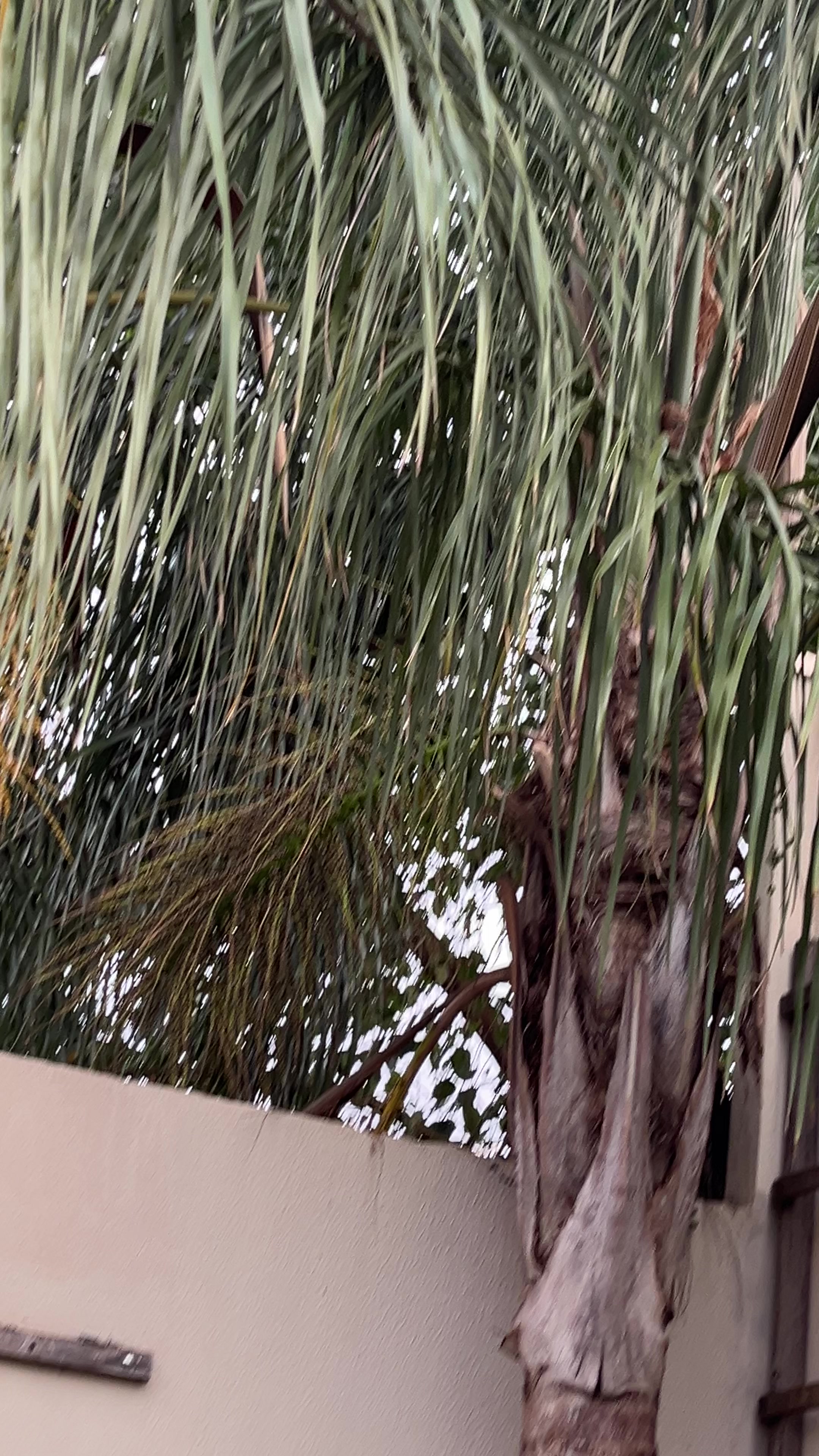 @Sntnzx._