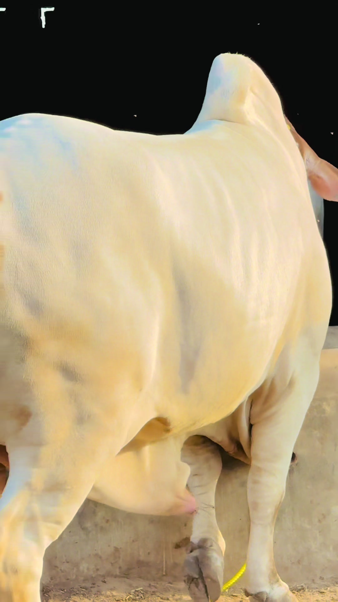 @Unique Cattle Farm