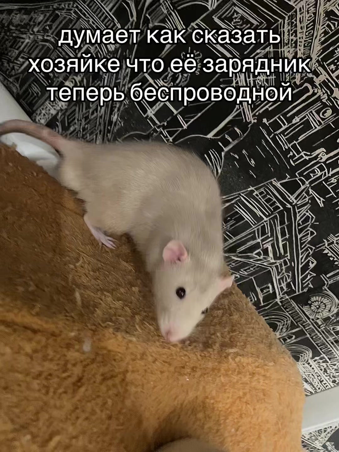 @🎶