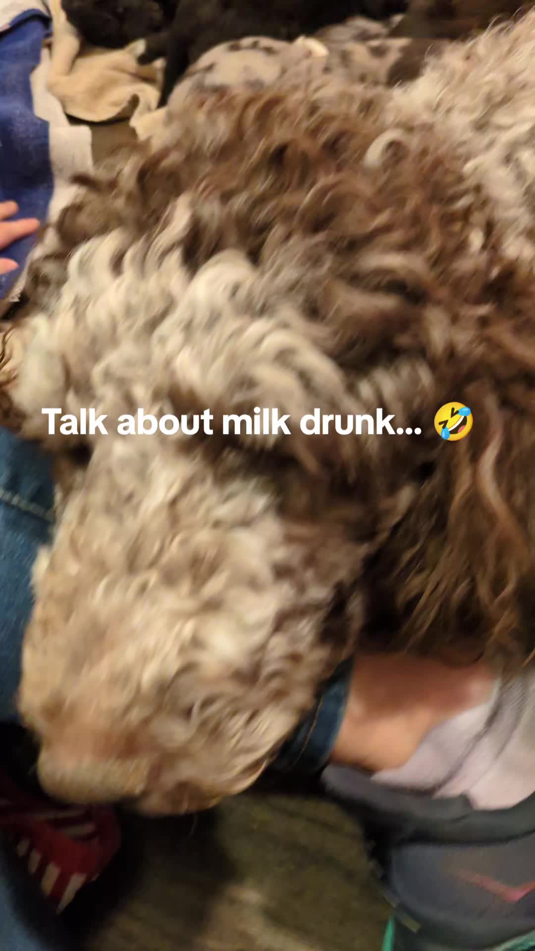 @FeralPerryBoys