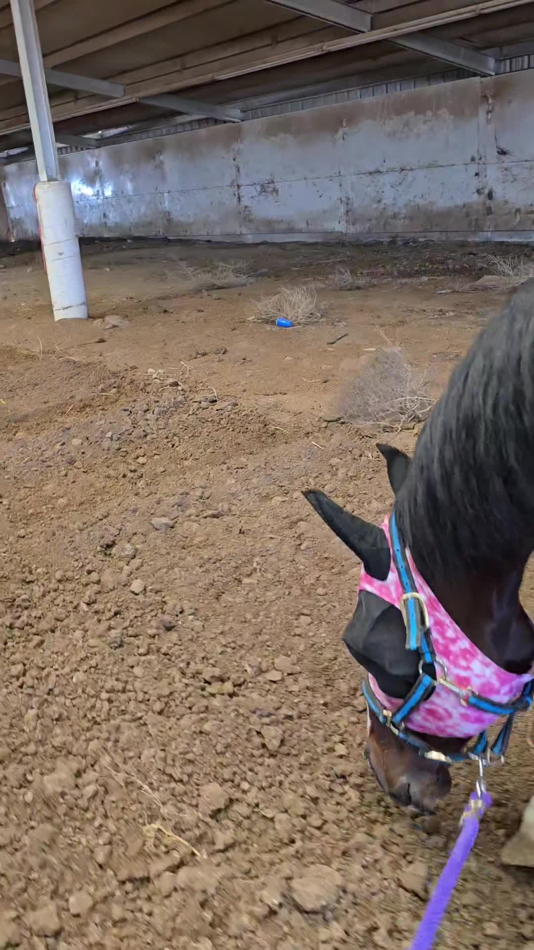 @VMD Performance Horses