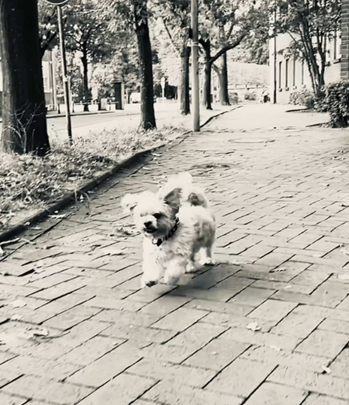 @🐾